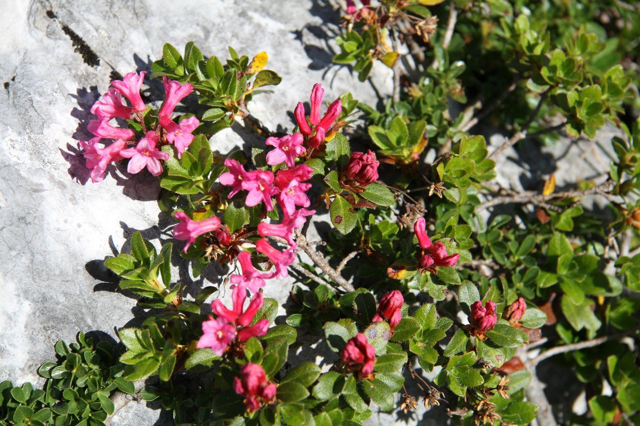 Lodge Am Krippenstein Obertraun Dış mekan fotoğraf