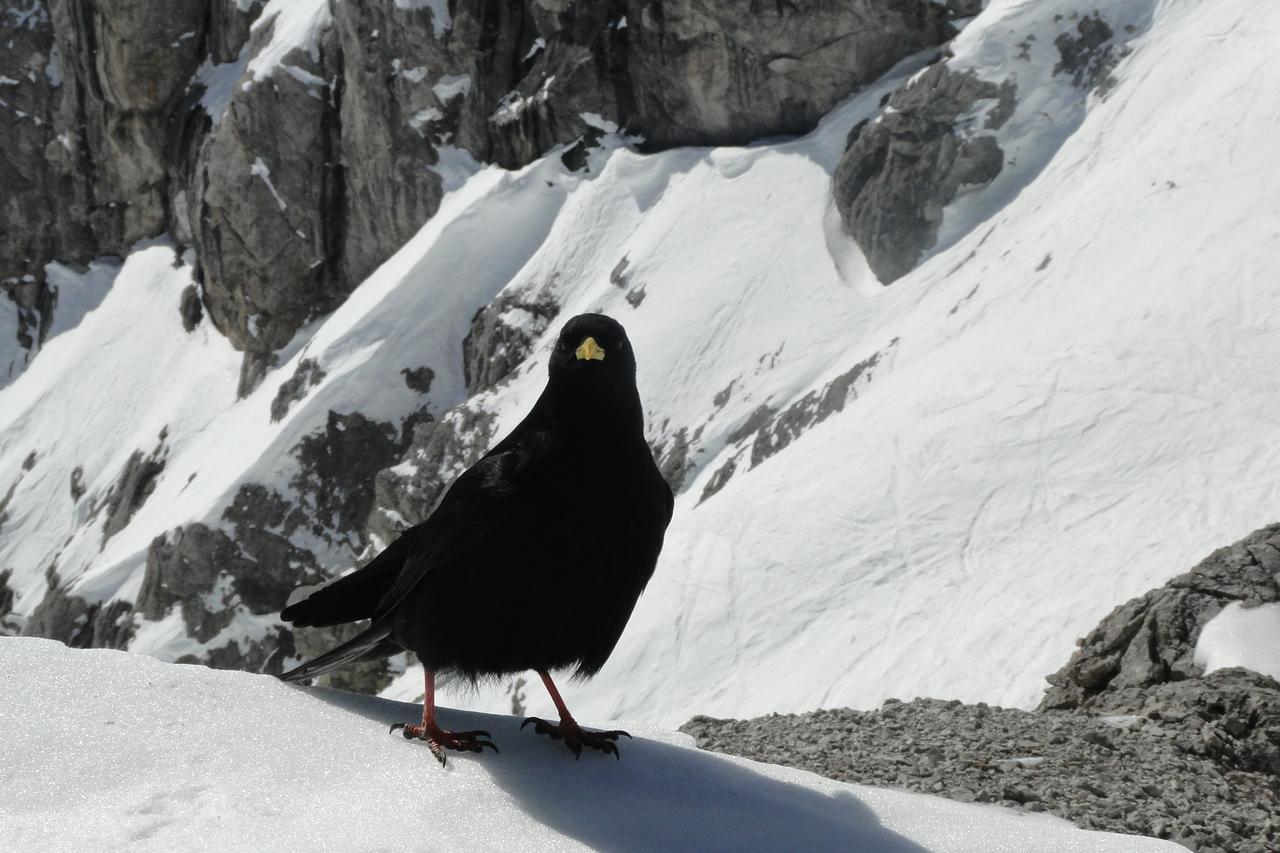 Lodge Am Krippenstein Obertraun Dış mekan fotoğraf